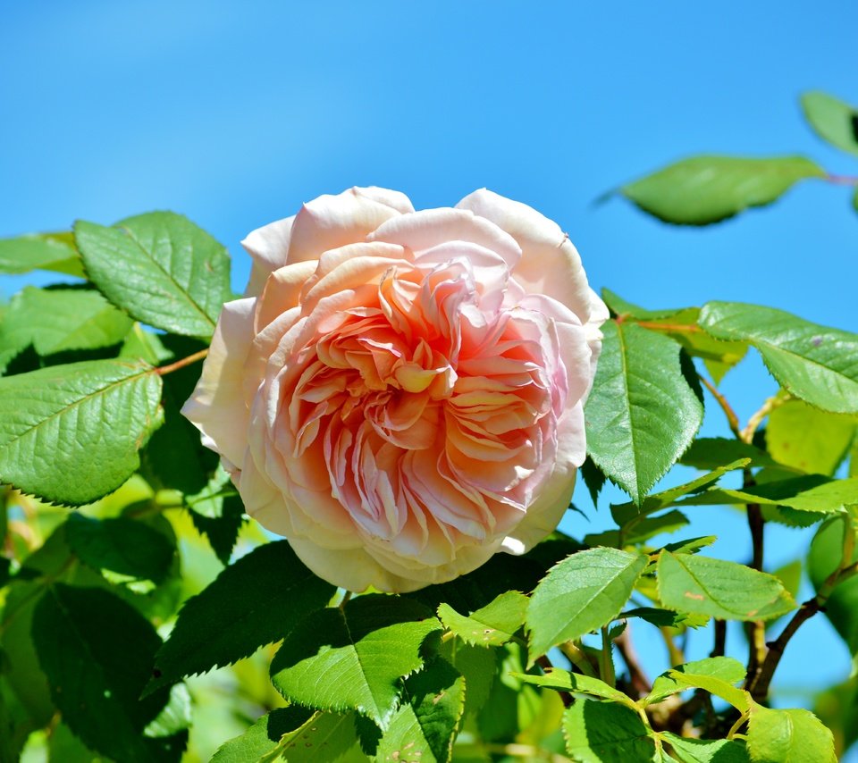 Обои листья, цветок, роза, розовый, бутон розы, leaves, flower, rose, pink, rosebud разрешение 6016x4000 Загрузить