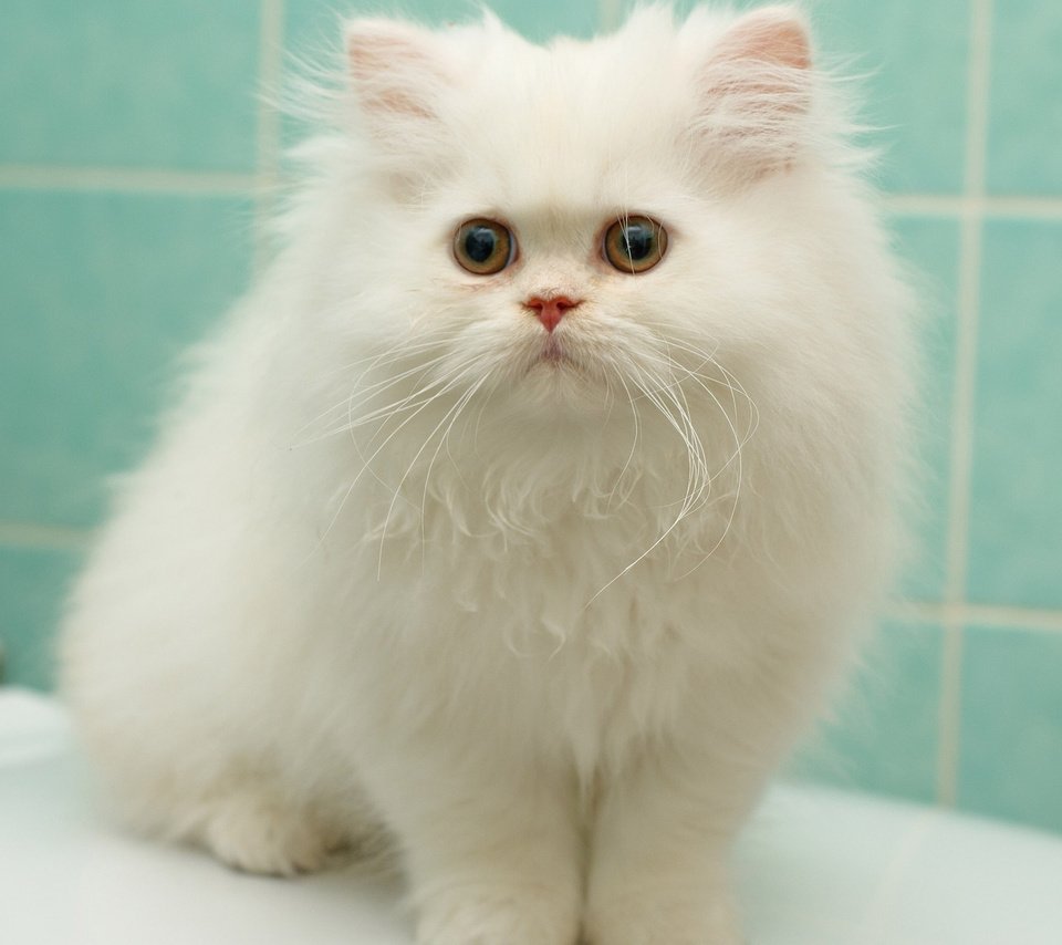 Обои котенок, пушистый, белый, перс, персидская кошка, kitty, fluffy, white, pers, persian cat разрешение 1920x1200 Загрузить