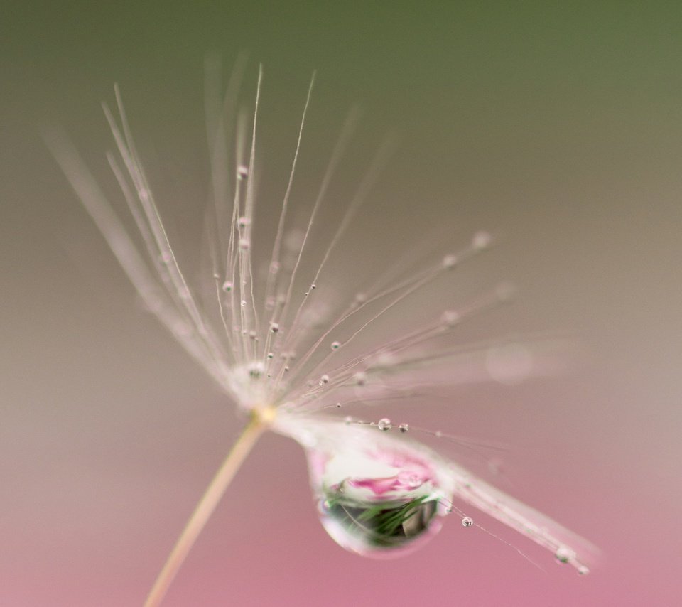 Обои природа, отражение, капли, пушинка, былинка, nature, reflection, drops, fluff, blade of grass разрешение 3600x2297 Загрузить