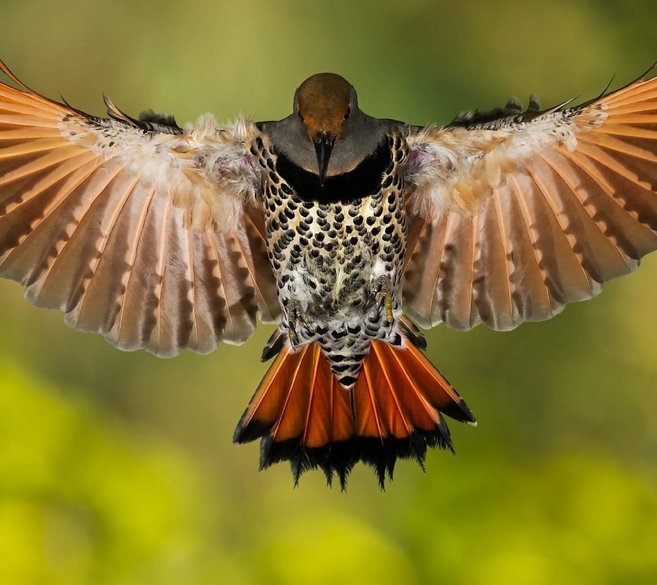 Обои крылья, птица, клюв, перья, дятел, золотой шилоклювый дятел, wings, bird, beak, feathers, woodpecker разрешение 1920x1080 Загрузить
