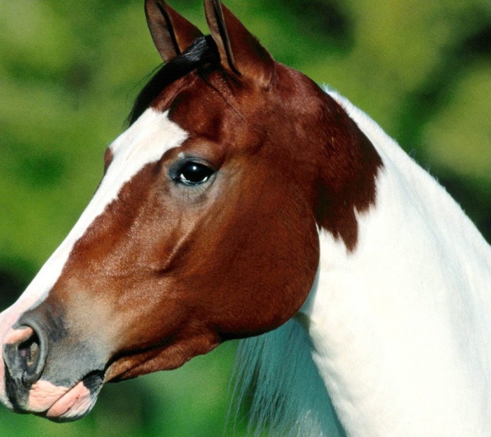 Обои глаза, морда, лошадь, профиль, уши, конь, eyes, face, horse, profile, ears разрешение 1920x1200 Загрузить