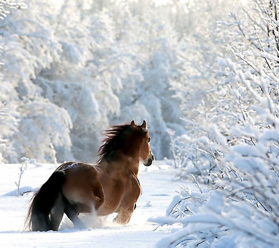 Обои лошадь, деревья, снег, лес, зима, ветки, конь, horse, trees, snow, forest, winter, branches разрешение 1920x1200 Загрузить