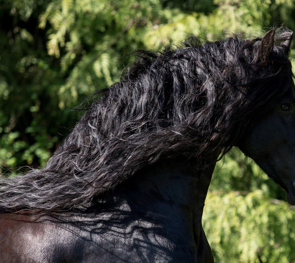 Обои лошадь, зелень, профиль, конь, грива, фриз, вороной, фризская лошадь, horse, greens, profile, mane, frieze, crow, friesian horse разрешение 2560x1320 Загрузить