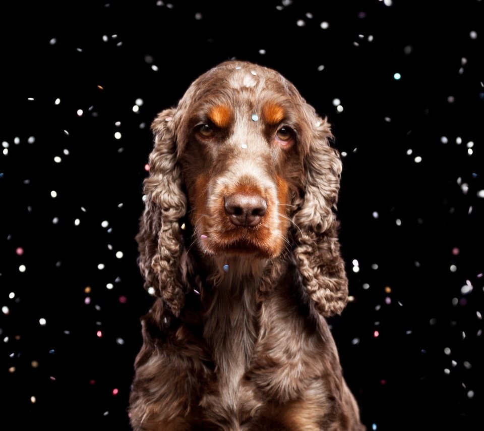 Обои взгляд, собака, черный фон, спаниель, кокер-спаниель, look, dog, black background, spaniel, cocker spaniel разрешение 2560x1600 Загрузить