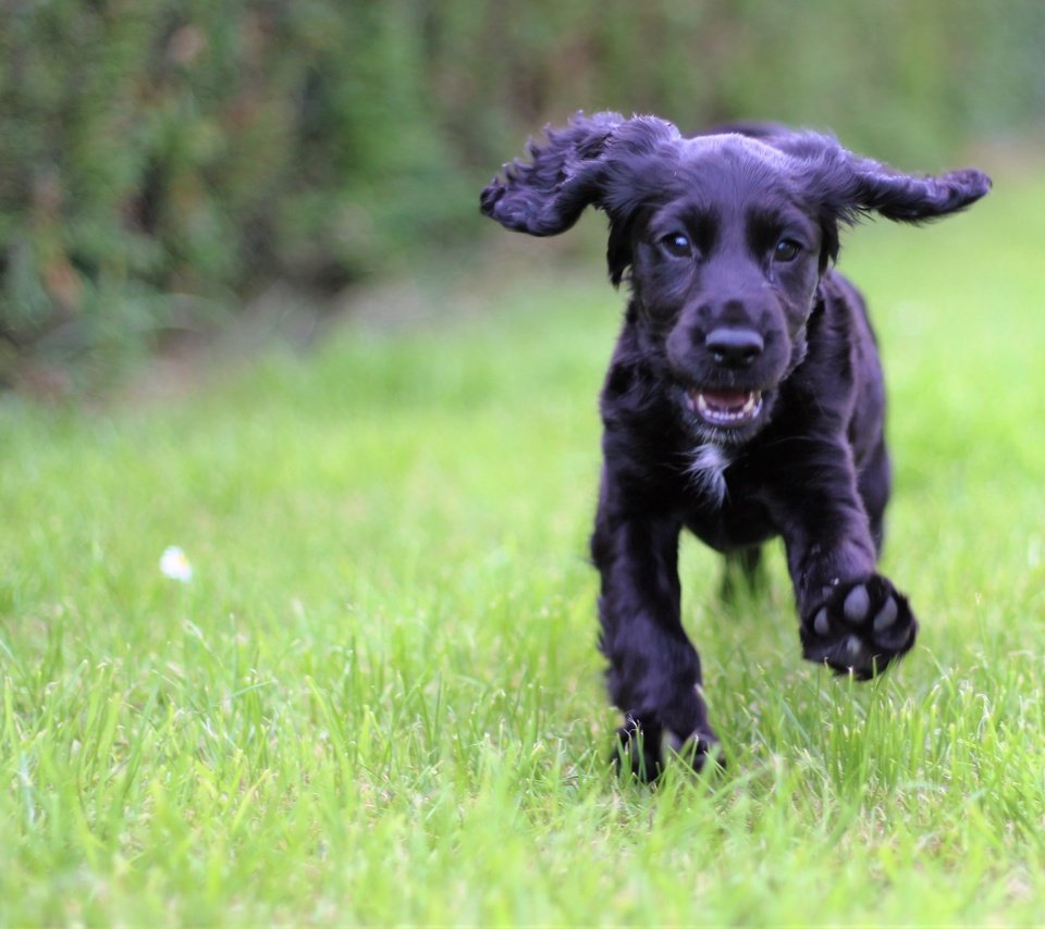 Обои трава, мордочка, взгляд, собака, щенок, кокер-спаниель, grass, muzzle, look, dog, puppy, cocker spaniel разрешение 3965x3317 Загрузить