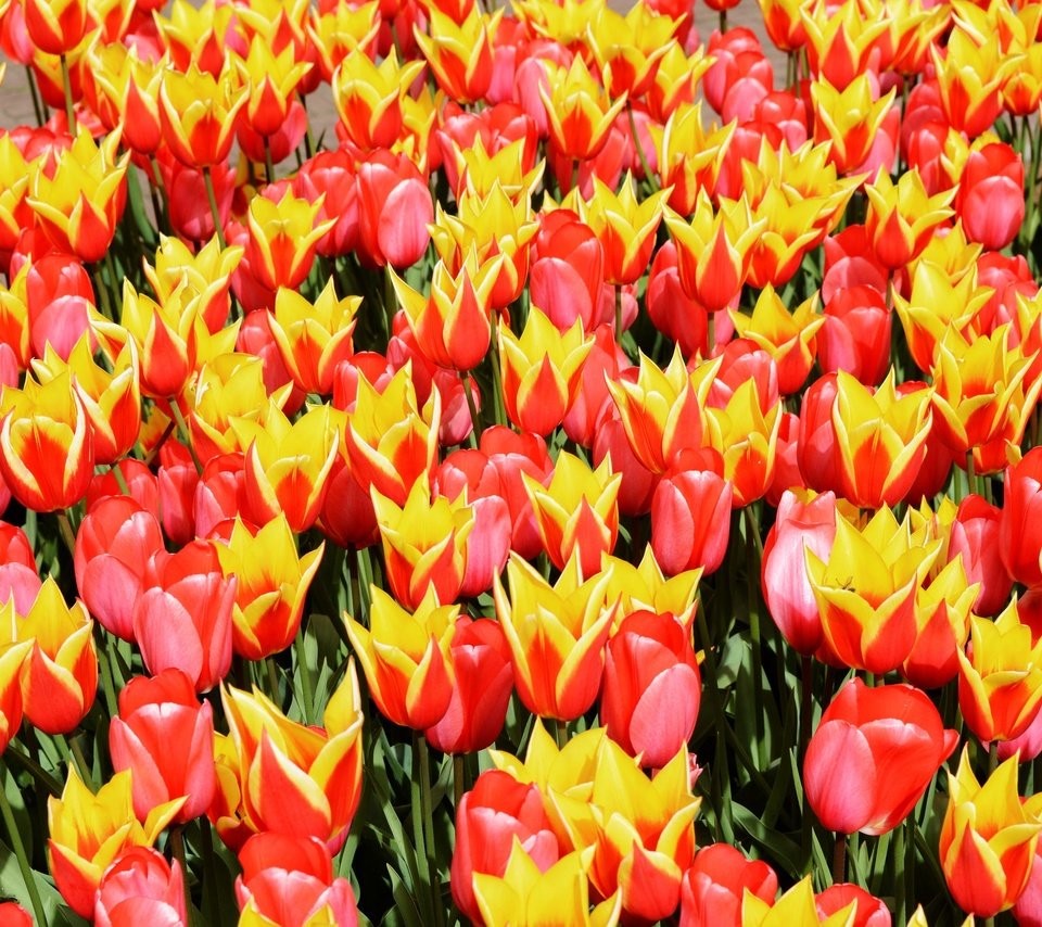 Обои цветы, поле, весна, тюльпаны, flowers, field, spring, tulips разрешение 2048x1365 Загрузить