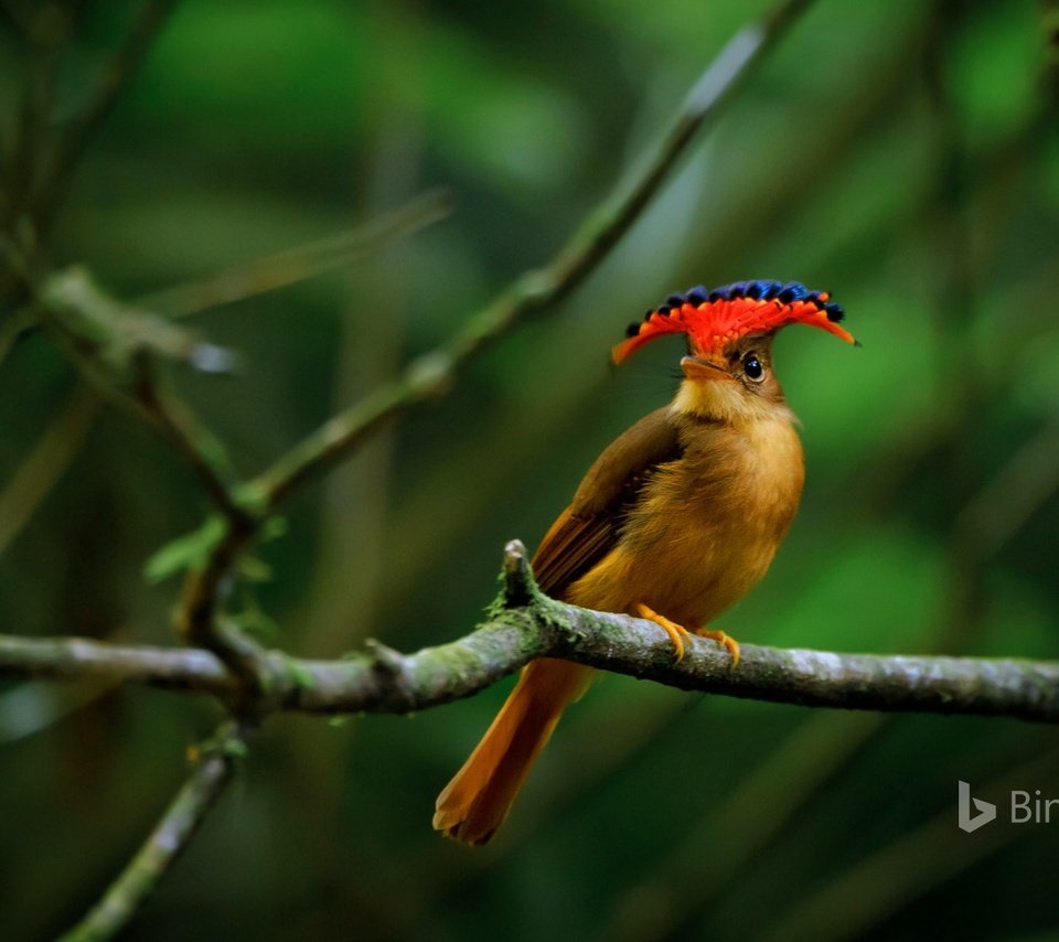 Обои ветки, птица, клюв, перья, мухоловка, королевская мухоловка, branches, bird, beak, feathers, flycatcher, royal flycatcher разрешение 1920x1200 Загрузить