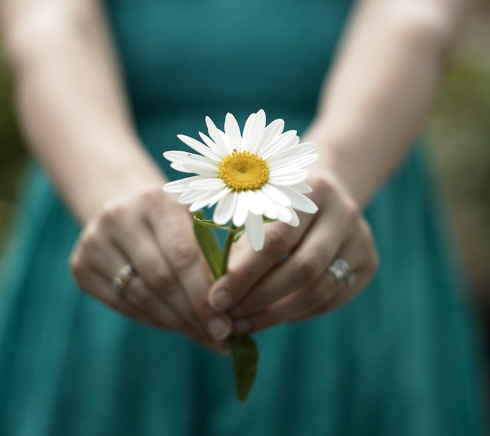 Обои девушка, настроение, цветок, ромашка, руки, кольца, girl, mood, flower, daisy, hands, ring разрешение 1920x1200 Загрузить