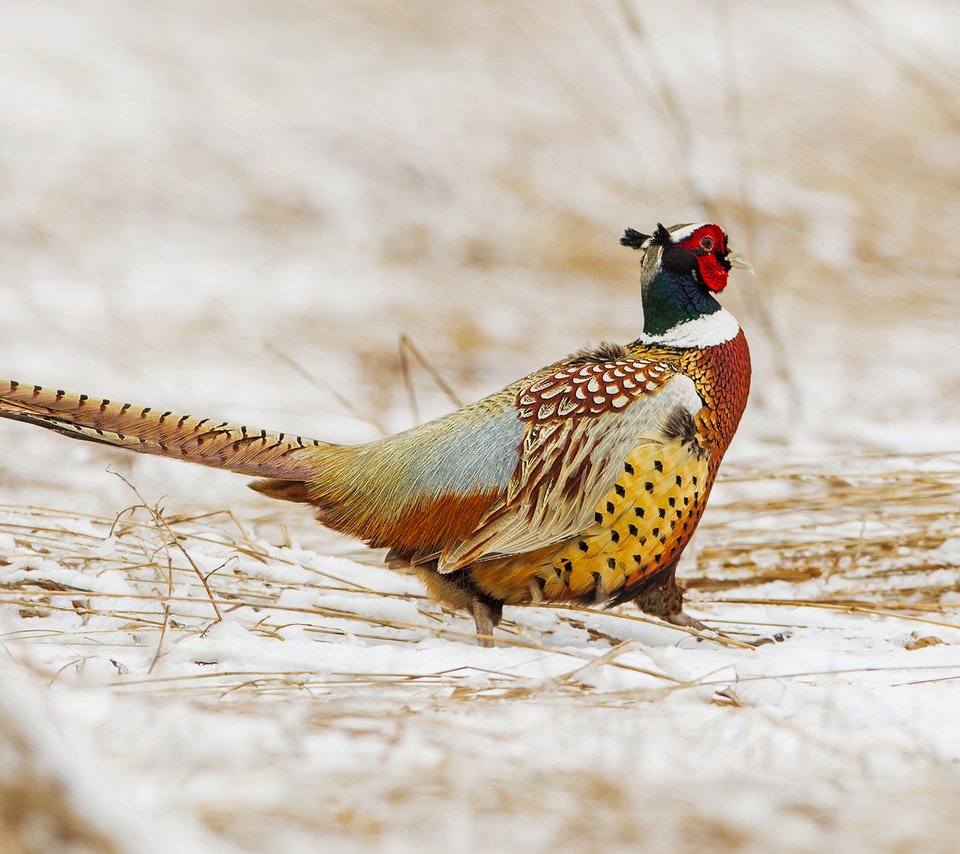 Обои снег, зима, птица, клюв, перья, хвост, фазан, snow, winter, bird, beak, feathers, tail, pheasant разрешение 1920x1277 Загрузить