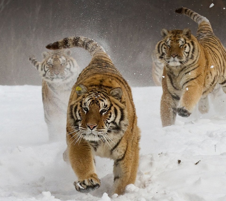 Обои снег, зима, амурский тигр, тигры, snow, winter, the amur tiger, tigers разрешение 2500x1600 Загрузить