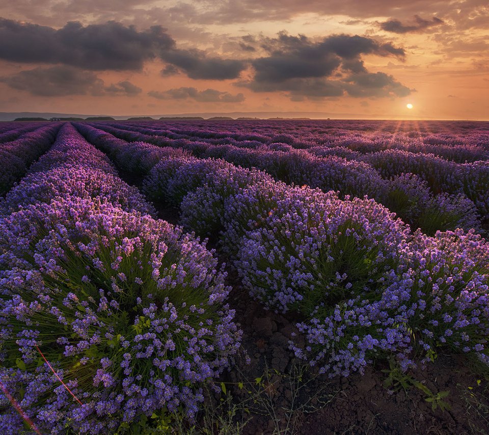 Обои цветы, природа, закат, пейзаж, поле, лаванда, flowers, nature, sunset, landscape, field, lavender разрешение 1920x1200 Загрузить