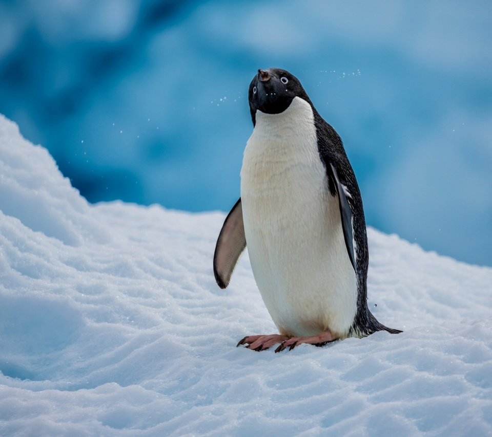 Обои снег, птица, пингвин, антарктида, пингвин адели, snow, bird, penguin, antarctica, penguin adelie разрешение 2560x1600 Загрузить