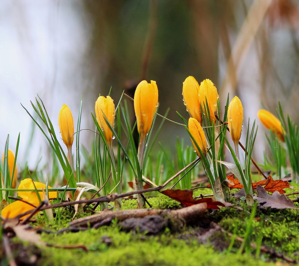 Обои цветы, весна, мох, крокусы, flowers, spring, moss, crocuses разрешение 3840x2400 Загрузить