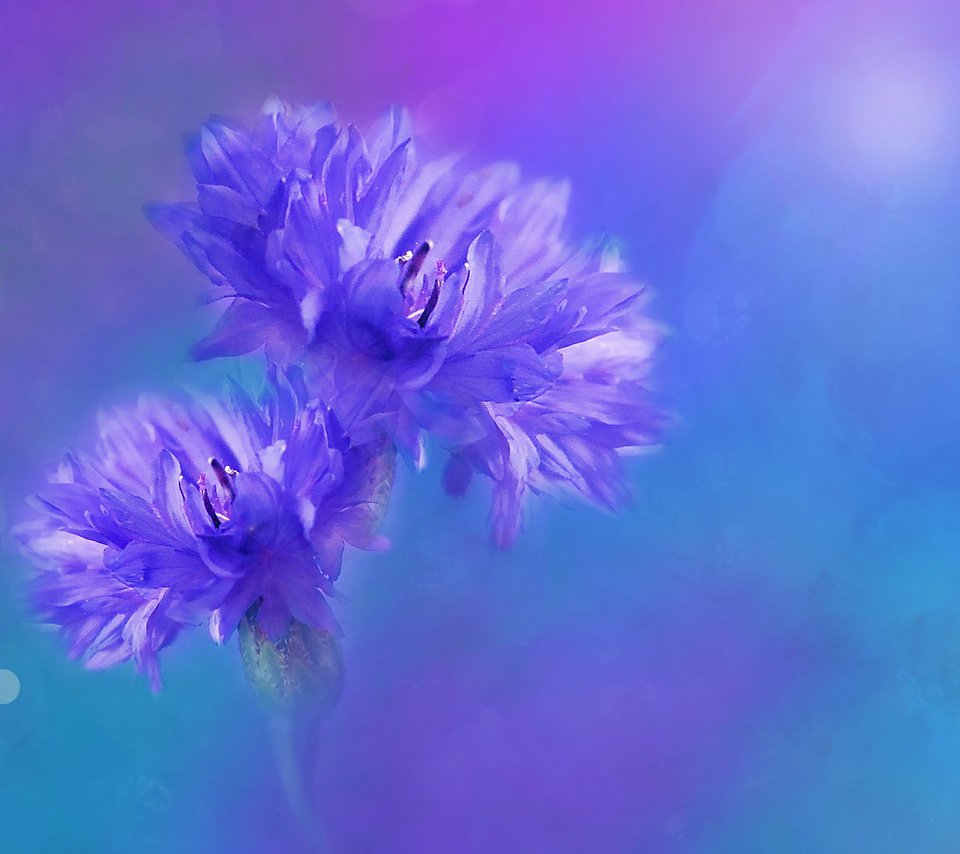 Обои цветы, фон, размытость, синие, васильки, flowers, background, blur, blue, cornflowers разрешение 3840x2400 Загрузить