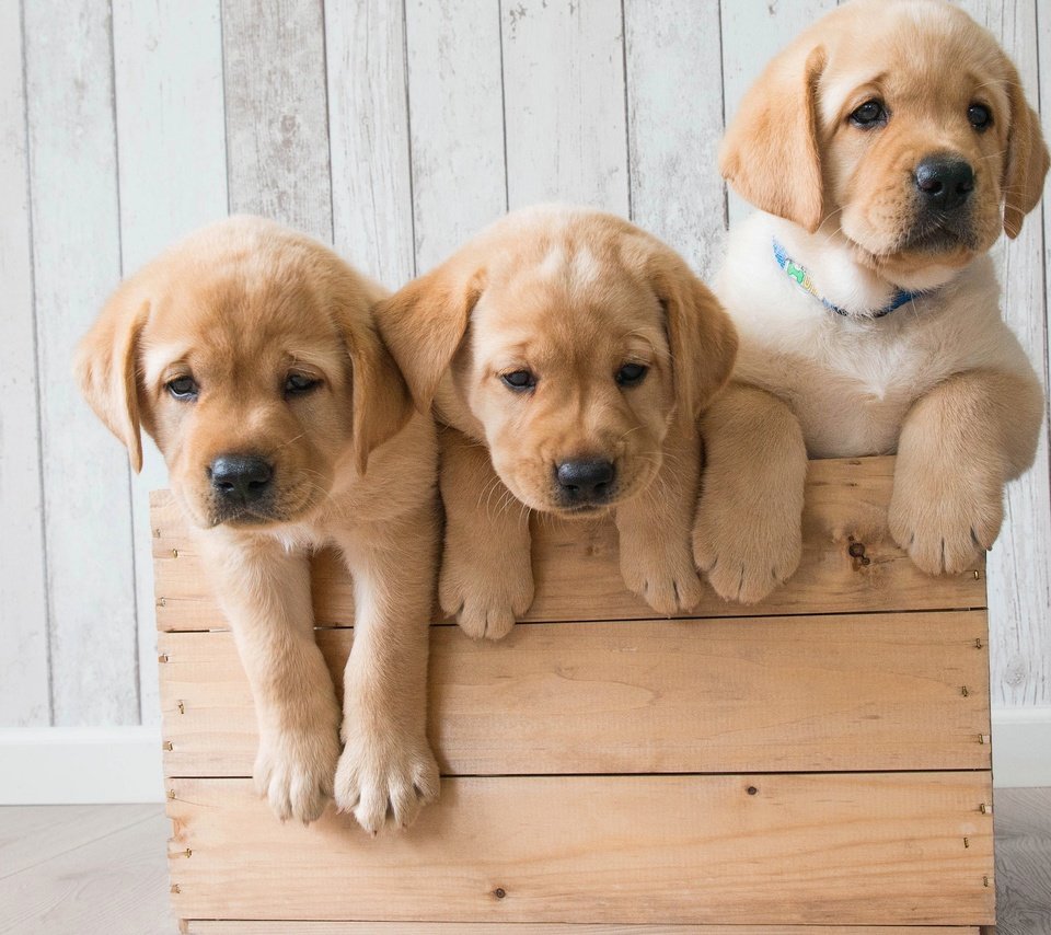 Обои щенки, собаки, ящик, трио, золотистый ретривер, троица, голден ретривер, puppies, dogs, box, trio, golden retriever, trinity разрешение 2880x1800 Загрузить