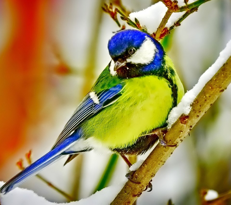 Обои ветка, снег, птица, клюв, перья, синица, branch, snow, bird, beak, feathers, tit разрешение 1920x1200 Загрузить