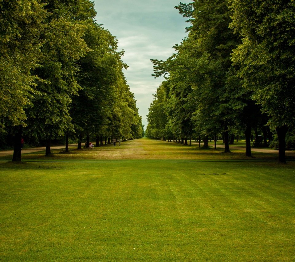 Обои небо, трава, деревья, парк, ветки, зеленые листья, the sky, grass, trees, park, branches, green leaves разрешение 2880x1800 Загрузить