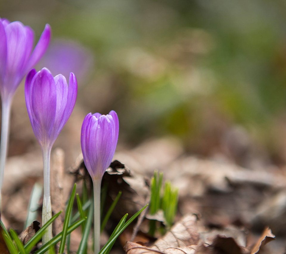 Обои цветы, весна, крокусы, сухие листья, flowers, spring, crocuses, dry leaves разрешение 1920x1200 Загрузить