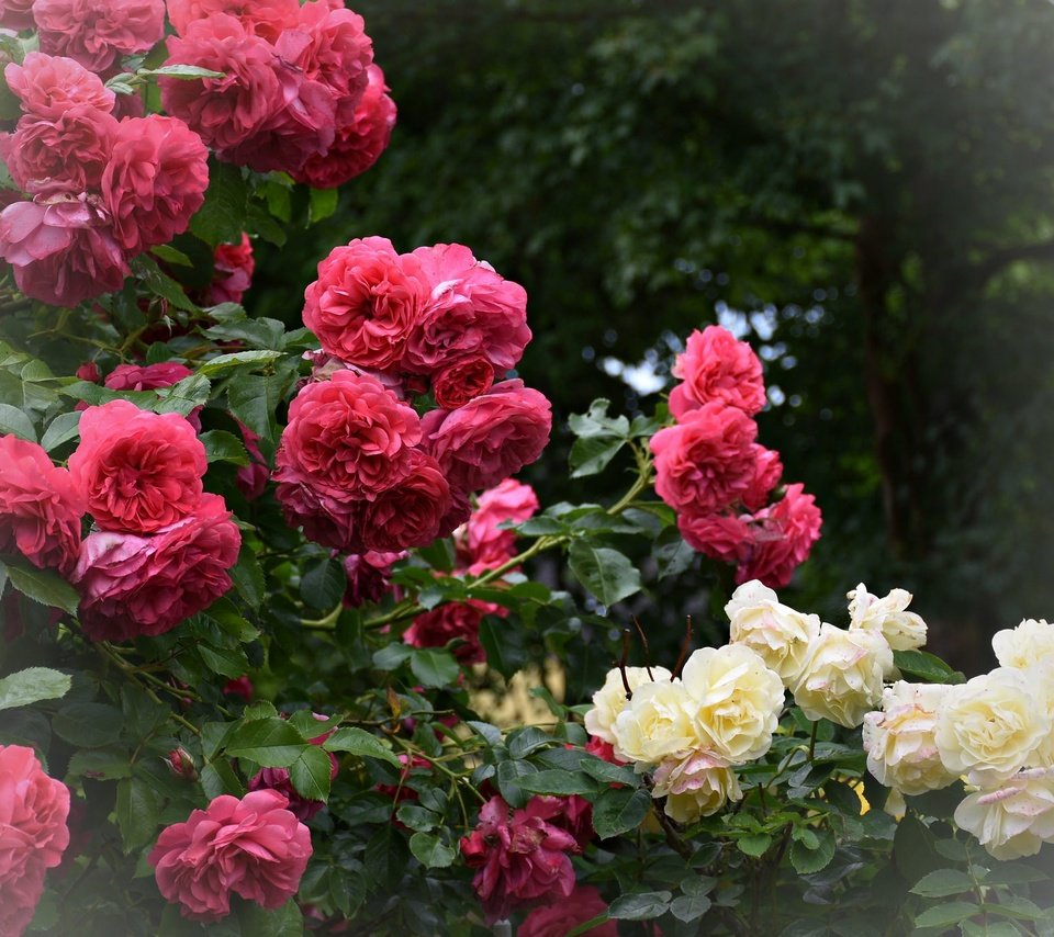 Обои цветы, цветение, листья, розы, лепестки, куст, flowers, flowering, leaves, roses, petals, bush разрешение 2048x1365 Загрузить