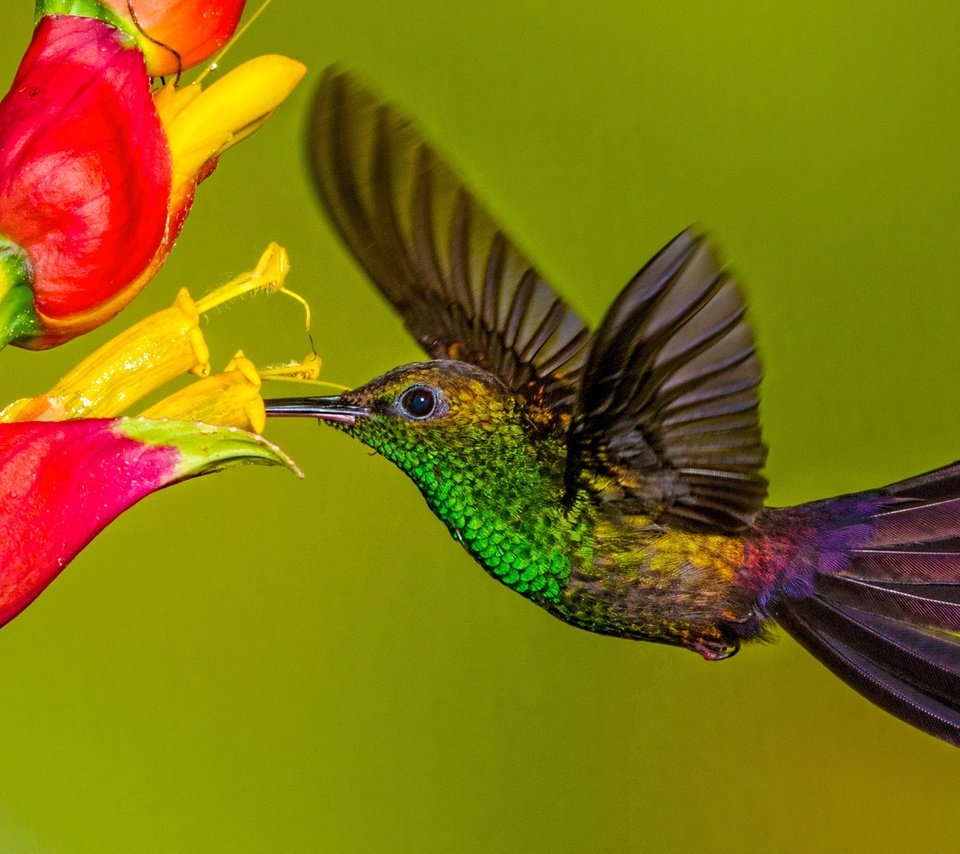 Обои цветок, крылья, птица, клюв, колибри, колибри-халибура, flower, wings, bird, beak, hummingbird, hummingbird-chalybura разрешение 2048x1152 Загрузить