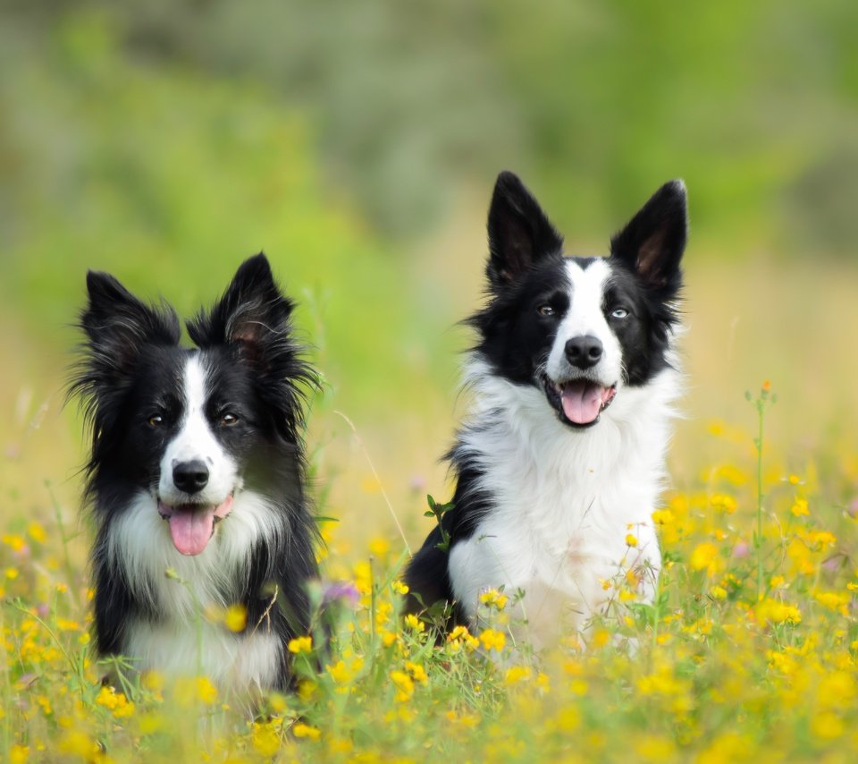 Обои цветы, луг, пара, собаки, бордер-колли, две собаки, flowers, meadow, pair, dogs, the border collie, two dogs разрешение 5673x3782 Загрузить