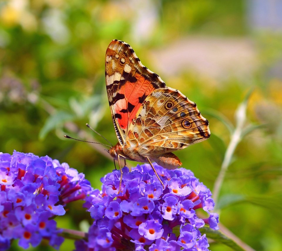 Обои цветы, макро, насекомое, бабочка, крылья, весна, flowers, macro, insect, butterfly, wings, spring разрешение 3002x1848 Загрузить