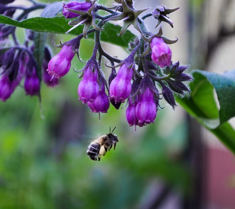 Обои цветы, природа, макро, насекомое, пчела, flowers, nature, macro, insect, bee разрешение 4928x3264 Загрузить