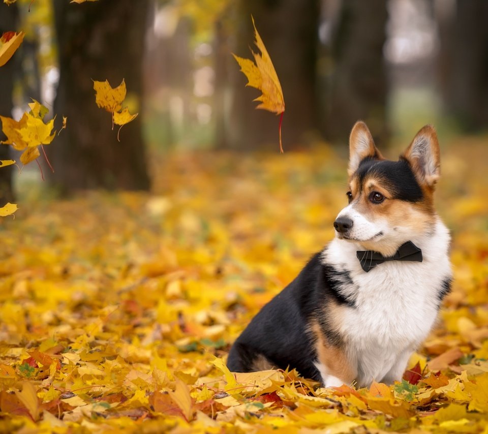 Обои листья, осень, собака, вельш-корги, корги, пемброк, leaves, autumn, dog, welsh corgi, corgi, pembroke разрешение 2880x1800 Загрузить