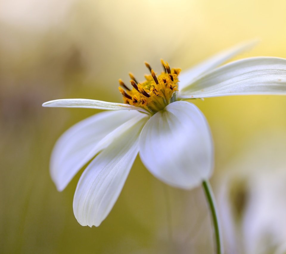 Обои цветок, лепестки, боке, космея, flower, petals, bokeh, kosmeya разрешение 2048x1365 Загрузить