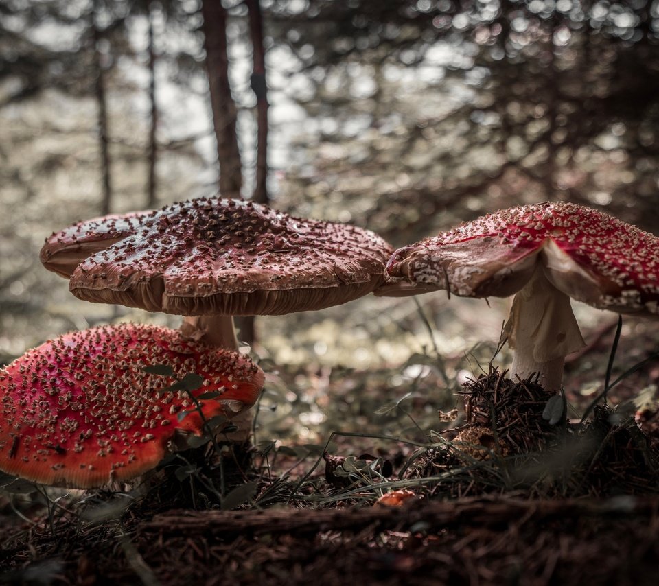 Обои природа, лес, грибы, мухоморы, nature, forest, mushrooms, amanita разрешение 4000x2670 Загрузить