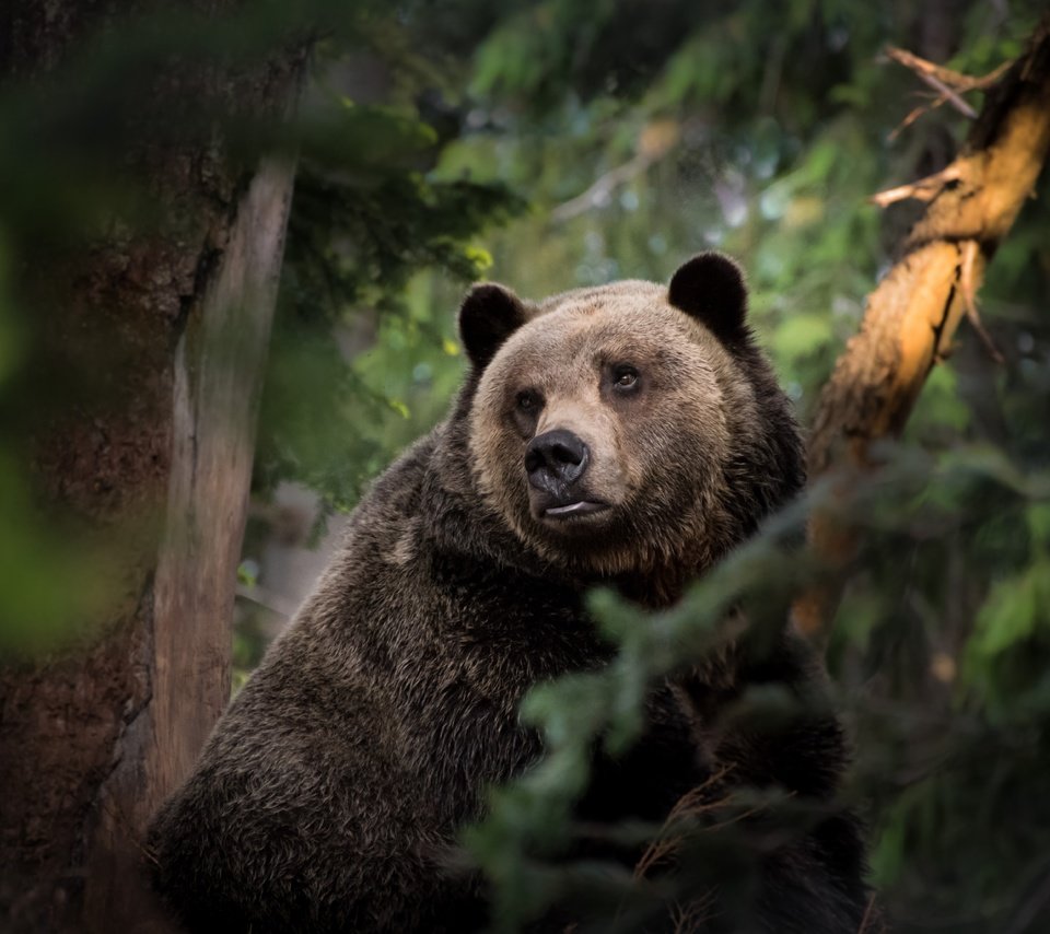 Обои морда, природа, лес, взгляд, медведь, face, nature, forest, look, bear разрешение 7102x4434 Загрузить