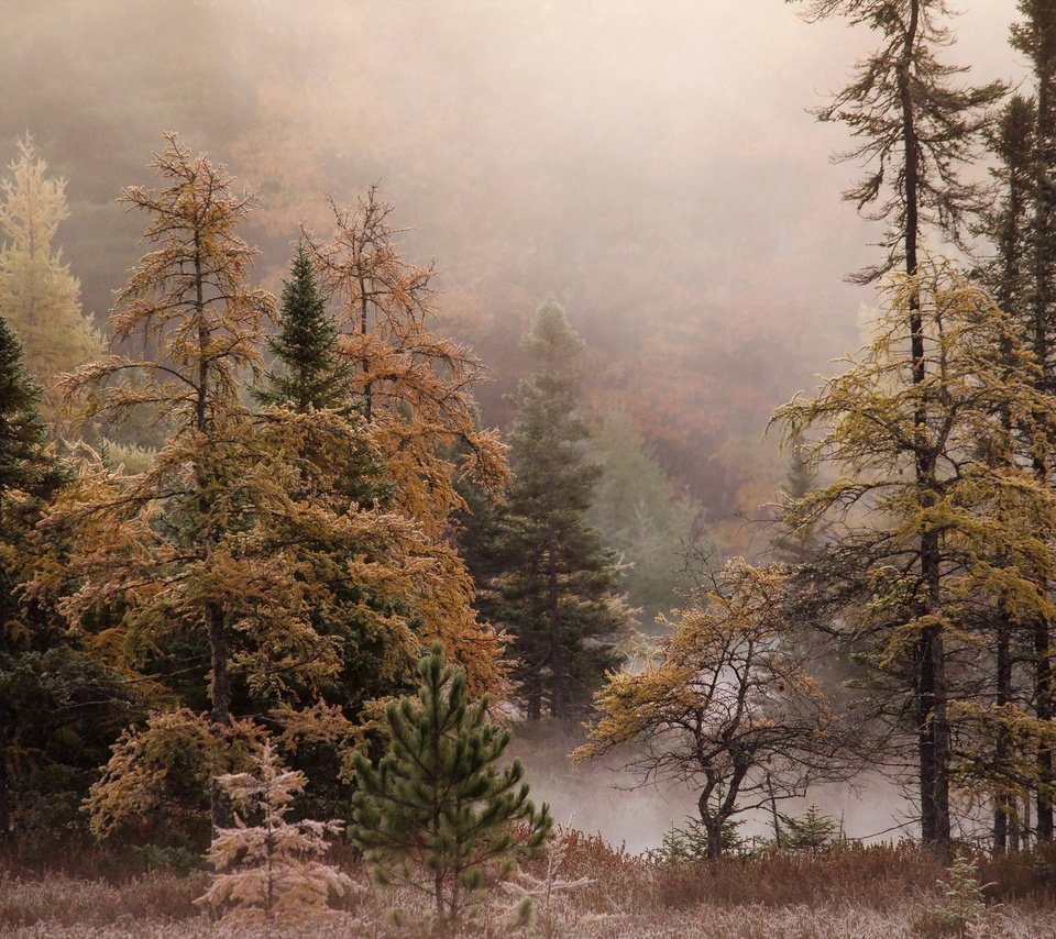 Обои деревья, лес, туман, осень, trees, forest, fog, autumn разрешение 2048x1356 Загрузить