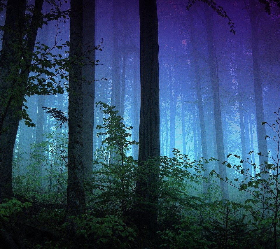 Обои деревья, природа, лес, туман, стволы, темнота, trees, nature, forest, fog, trunks, darkness разрешение 1920x1080 Загрузить