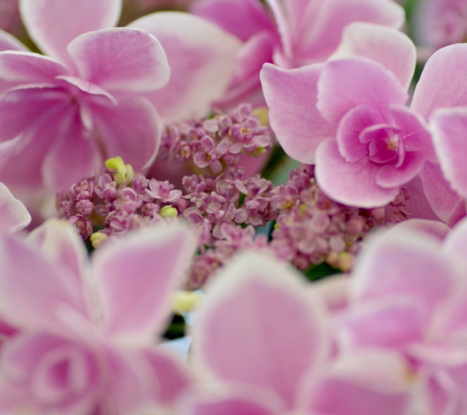 Обои цветы, макро, лепестки, розовые, соцветие, гортензия, flowers, macro, petals, pink, inflorescence, hydrangea разрешение 2560x1707 Загрузить