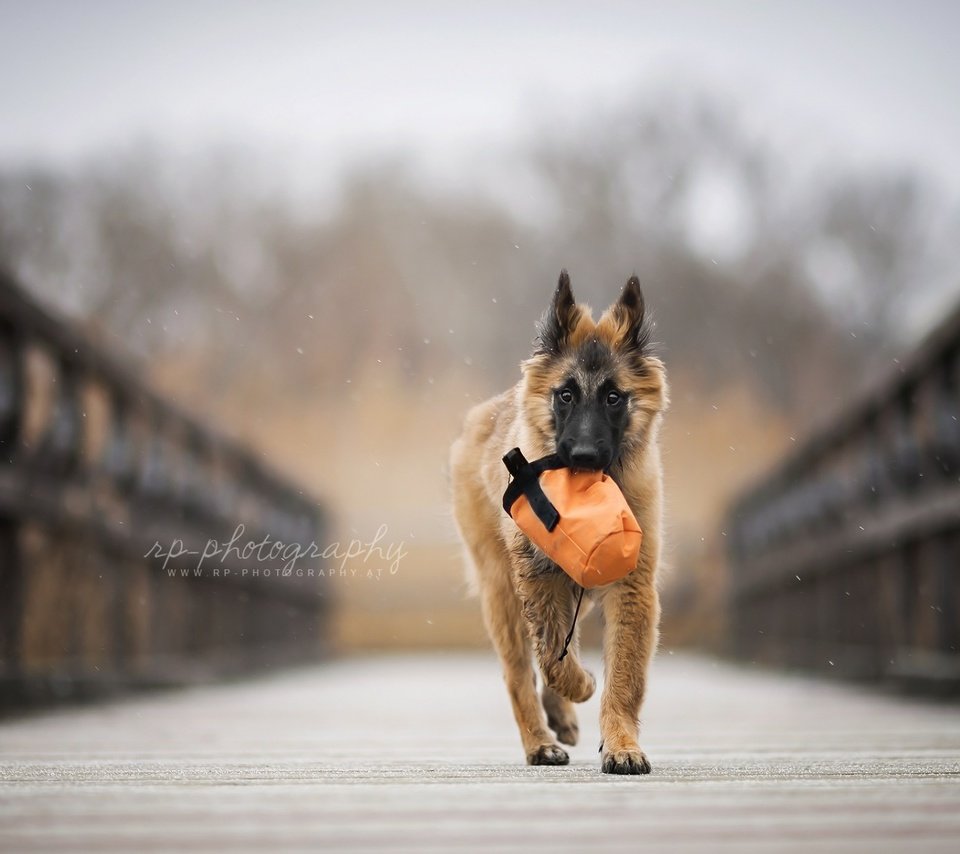 Обои мост, собака, щенок, овчарка, бельгийская овчарка, тервюрен, bridge, dog, puppy, shepherd, belgian shepherd, tervuren разрешение 1920x1200 Загрузить