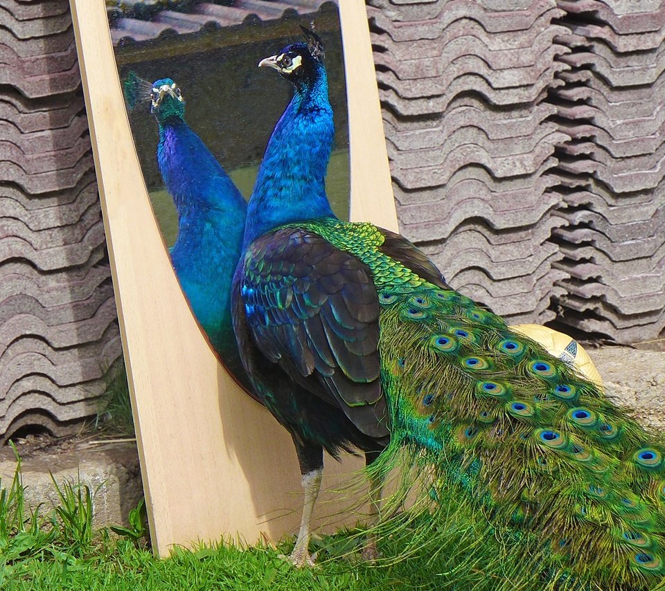 Обои отражение, зеркало, птицы, клюв, павлин, перья, окрас, хвост, reflection, mirror, birds, beak, peacock, feathers, color, tail разрешение 2048x1536 Загрузить