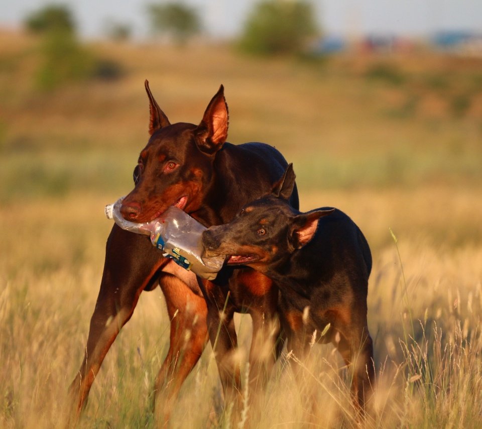 Обои прогулка, степь, две собаки, доберманы, walk, the steppe, two dogs, dobermans разрешение 1920x1280 Загрузить