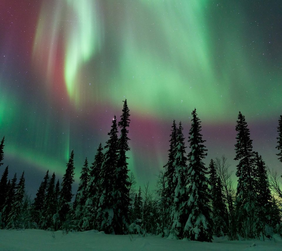 Обои небо, ели, снег, природа, лес, зима, сияние, северное сияние, сосны, the sky, ate, snow, nature, forest, winter, lights, northern lights, pine разрешение 1920x1200 Загрузить