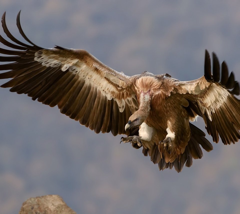 Обои небо, полет, крылья, гриф, птица, перья, стервятник, the sky, flight, wings, grif, bird, feathers, vulture разрешение 1920x1280 Загрузить