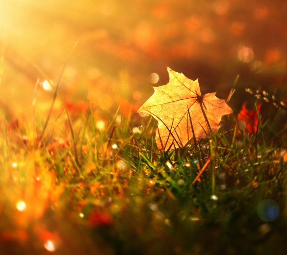 Обои трава, природа, осень, блики, лист, кленовый лист, grass, nature, autumn, glare, sheet, maple leaf разрешение 1920x1279 Загрузить