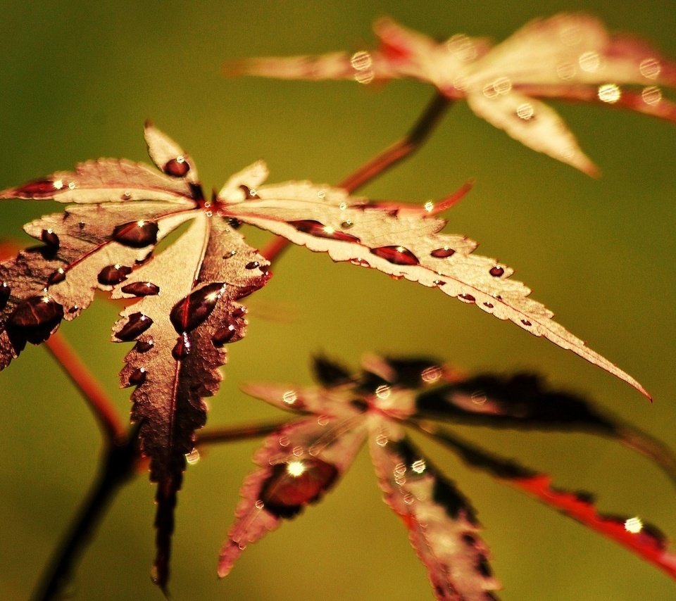 Обои листья, макро, роса, капли, осень, leaves, macro, rosa, drops, autumn разрешение 1920x1200 Загрузить