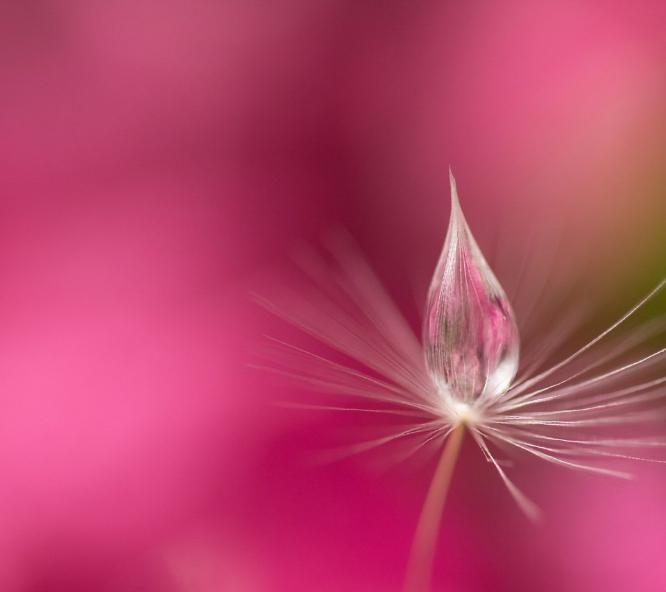 Обои вода, природа, роса, капля, розовый фон, былинка, water, nature, rosa, drop, pink background, blade of grass разрешение 6000x3760 Загрузить