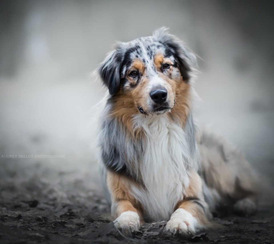 Обои мордочка, взгляд, собака, австралийская овчарка, muzzle, look, dog, australian shepherd разрешение 2560x1707 Загрузить