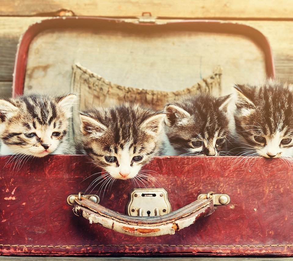 Обои усы, взгляд, коты, кошки, котята, чемодан, мордочки, mustache, look, cats, kittens, suitcase, faces разрешение 3840x2400 Загрузить