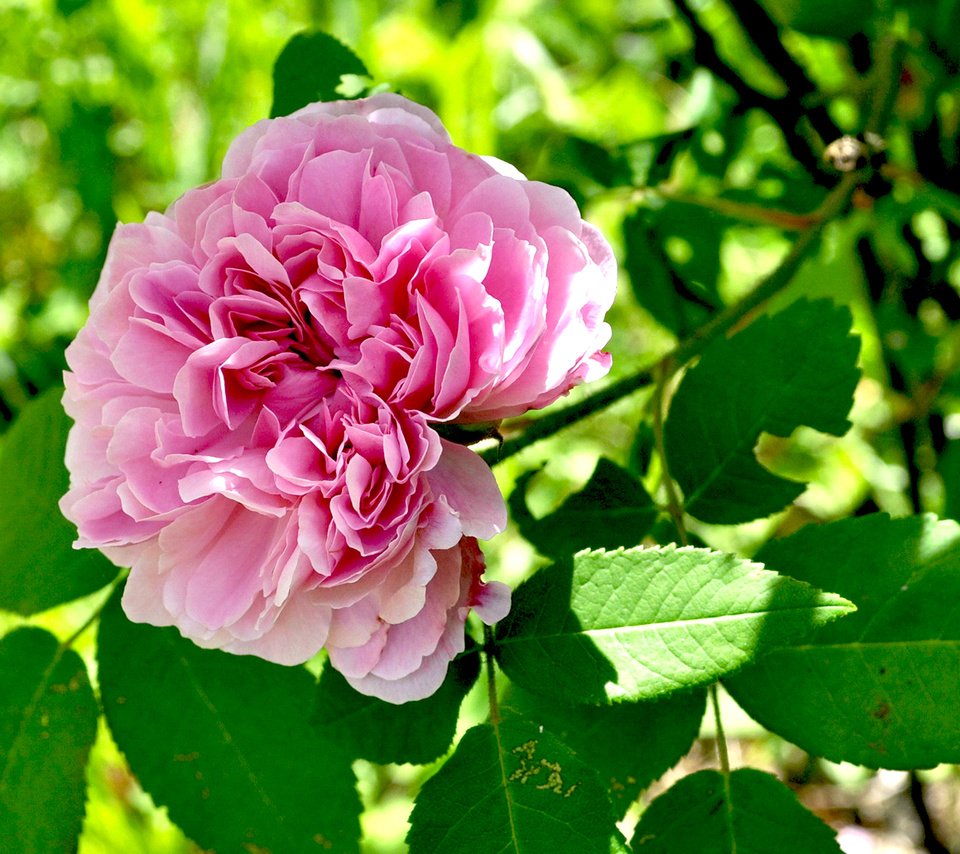 Обои листья, цветок, роза, лепестки, бутон, куст, leaves, flower, rose, petals, bud, bush разрешение 1920x1200 Загрузить