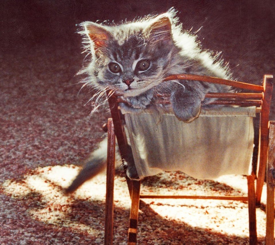 Обои кот, мордочка, усы, кошка, взгляд, котенок, стульчик, cat, muzzle, mustache, look, kitty, chair разрешение 1920x1200 Загрузить