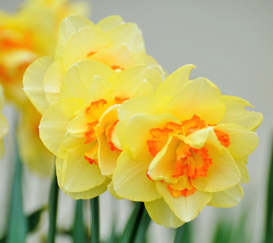 Обои цветы, лепестки, весна, стебли, нарциссы, flowers, petals, spring, stems, daffodils разрешение 3840x2400 Загрузить
