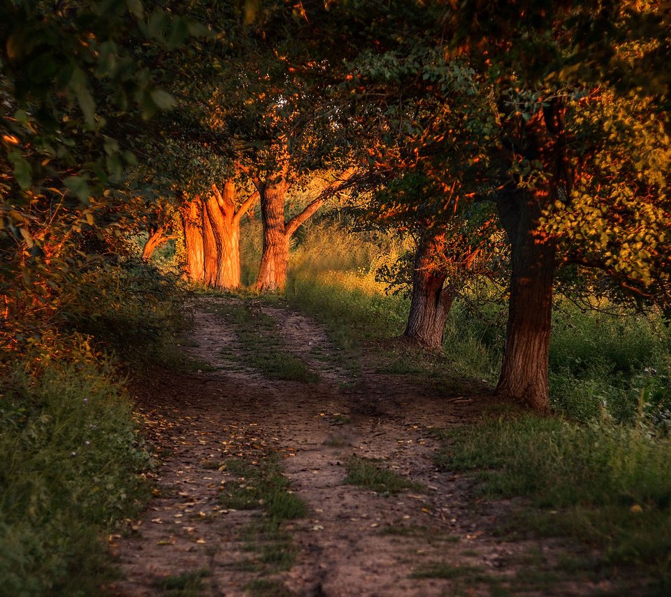 Обои свет, дорога, деревья, лес, листья, солнечный свет, light, road, trees, forest, leaves, sunlight разрешение 3840x2400 Загрузить