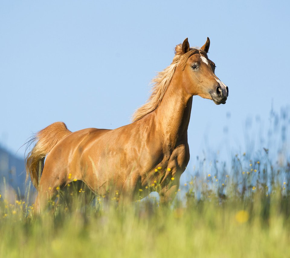 Обои небо, лошадь, трава, конь, бег, the sky, horse, grass, running разрешение 1920x1200 Загрузить