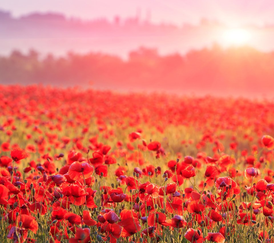 Обои цветы, туман, поле, горизонт, красные, маки, flowers, fog, field, horizon, red, maki разрешение 1920x1200 Загрузить